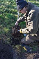 Homme plantant Mespilus germanica 'Royal' - Néflier en janvier. Ajout de champignons mycorhiziens pour créer un stimulant pour la croissance des racines
