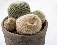 Cactus en pot avec une partie pourrie prête pour la division.