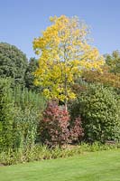 Parterre d'arbustes et d'arbres présentant un intérêt pour l'automne, y compris Cotinus coggyria et Sorbus americana à feuilles jaunes. Jardin conçu par Edwin Lutyens et Gertrude Jekyll.