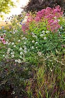 Parterre d'été avec Géranium 'Femme Fatale', Eupatorium maculatum 'Riesenschirm', Panicum virgatum 'Shenandoah', Echinacea purpurea 'Leuchtstern' et Echinops.