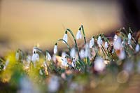 Galanthus nivalis - perce-neige