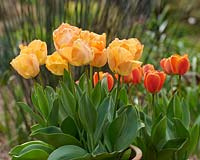 Tulipa 'Daydream' et Tulipa 'Apeldorn Elite'