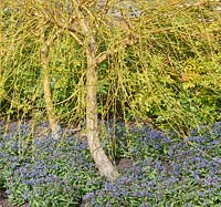 Salix x sepulcralis var. chrysocoma - Saule pleureur doré sous-planté de Pulmonaria 'Blue Ensign '.