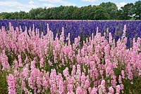 Delphiniums cultivés pour les confettis naturels dans les champs de confettis près de Pershore dans le Worcestershire, Royaume-Uni.