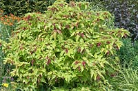 Leycesteria formosa 'Golden Lanterns' - Chèvrefeuille de l'Himalaya