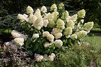 Hydrangea paniculata 'Phantom' - Hortensia paniculé 'Phantom'