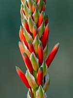 Floraison d'Aloe arborescens