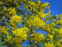 Acacia dealbata - 'Mimosa'
