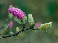Magnolia 'Caerhays Belle' bourgeon unique en mars