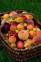 Assortiment de fruits de prunus comprenant: abricot, pêche et prune mirabelle
