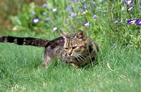 Chat de compagnie couché dans l'herbe par parterre de fleurs.