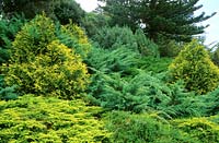 Juniperus spp.