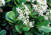 Crassula arborescens - arbre d'argent ou plante de jade