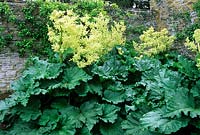 Rheum rhaponticum - Fausse rhubarbe - floraison en jardin clos