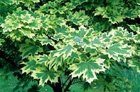 Acer platanoides 'Drummondii' - Érable de Norvège 'Drummondii'