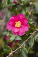 Camellia sasanqua 'Crimson King' en novembre