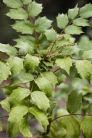 Mahonia japonica en novembre