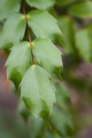 Mahonia japonica en novembre
