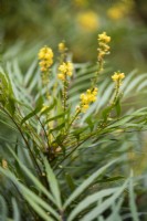 Mahonia eurybracteata subsp. ganpinensis 'Soft Caress' en novembre