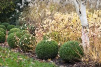 Sphères de boîte coupées à côté du tronc blanc de Betula ermanii et Cornus sanguinea 'Midwinter Fire' en novembre.