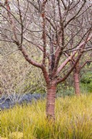 Prunus serrula chez Libertia perigrinans et Ophiopogon planiscapens 'Nigrescens' en novembre.