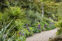 Butia capitata, le palmier gelé, parsemé d'alliums violets, d'échiums, de géraniums rustiques et de Phlomis russeliana dans le collecteur Earl's Garden du château d'Arundel, dans le West Sussex en mai