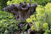 La Stumpery au château d'Arundel en mai, où les souches d'arbres sculpturales sont entourées de plantations luxuriantes comprenant des hostas, des hellébores, des alliums et des euphorbes.