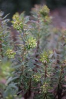 Euphorbia x martinii en mars