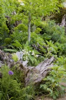 La Stumpery au château d'Arundel en mai, où les souches d'arbres sculpturales sont entourées de plantations luxuriantes comprenant des fougères, des aquilegias, des hellébores, des euphorbes et des liquidambars.