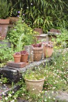 Pots en terre cuite de plantes succulentes disposés avec des briques trouvées entourés d'Erigeron karvinskianus auto-ensemencés en juin