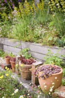 Pots en terre cuite de plantes succulentes disposés avec des briques trouvées, entourés d'Erigeron karvinskianus auto-ensemencés dans un jardin de cottage en juin