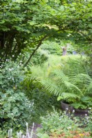 Le chemin vers les zones les plus naturalistes du jardin passe par une grande fougère dans un demi-tonneau et des géraniums rustiques dans un jardin de cottage en juin