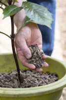 Jardinier mettant des granulés de laine autour d'une plante de dahlia dans un pot