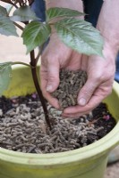 Jardinier mettant des granulés de laine autour d'une plante de dahlia dans un pot