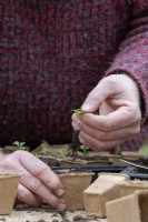 Brassica oleracea 'Dwarf Green Curled' - Jardinier rempotant des semis de chou frisé vert nain