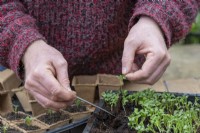 Brassica oleracea 'Dwarf Green Curled' - Jardinier repiquant des semis de chou frisé vert nain