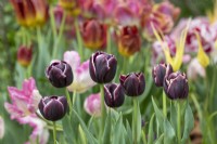 Tulipa 'Mystère arabe' - Tulipe