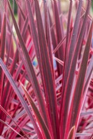 Cordyline australis 'Pink star' - Chou palmiste