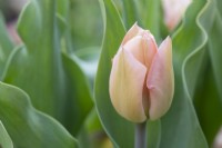 Tulipa 'Abricot beauté' - Tulipe