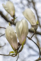 Magnolia x veitchii en avril