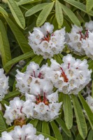 Rhododendron calophytum beau-visage en avril