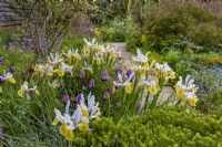 Iris hollandica 'Apollo' dans The Barn Garden à Great Dixter en mai