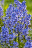 Hyacinthoides x massartiana jacinthes hybrides d'origine espagnole en mai 