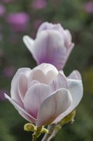 Magnolia 'Voie lactée' en avril