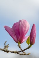 Magnolia 'Philip Tregunna' en avril