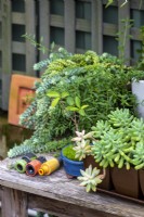Une collection de raccords de tuyaux en plastique sur une table en bois d'extérieur avec une collection de plantes succulentes en pot