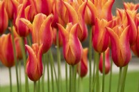 Tulipa 'Ballerine' - Tulipe