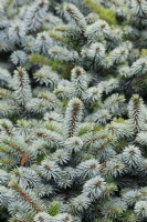 Picea sitchensis 'Tenas' - Picea sitchensis 'Midget' - Octobre