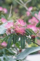 Albizia julibrissin f. rosea - Arbre à soie persan - Juillet