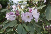 Rhododendron 'Loderi sir edmund' - Mai